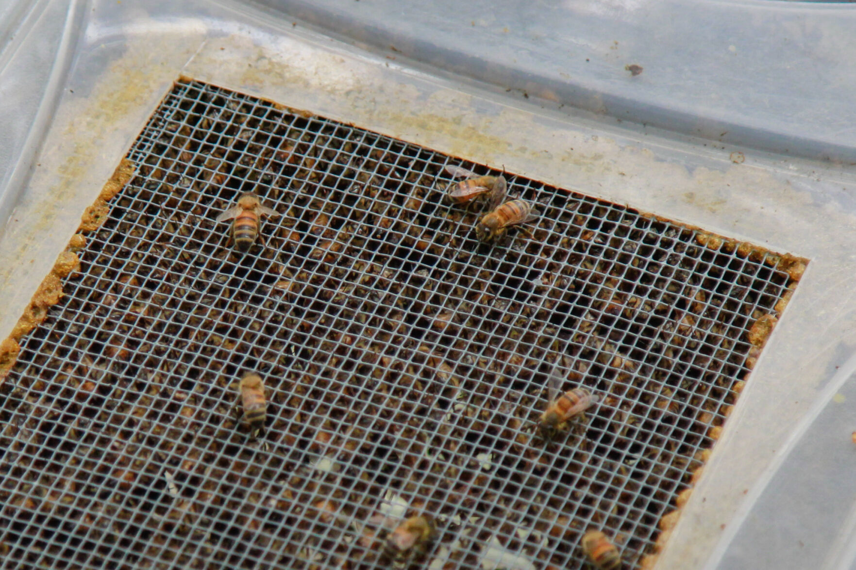 Beekeeping UTA alumnus protects his hives through rain, snow and a pandemic